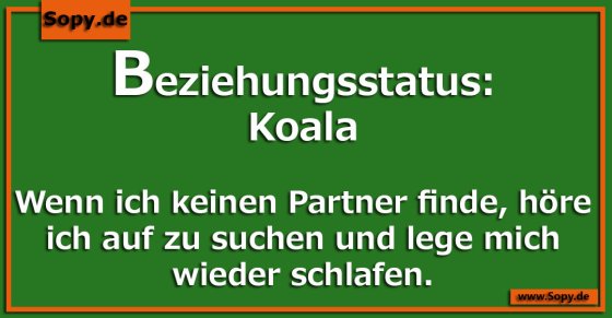 Koalastrategie entspannt: Suche aufgeben und schlafen