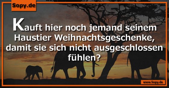 Haustiergeschenke zu Weihnachten aus schlechtem Gewissen