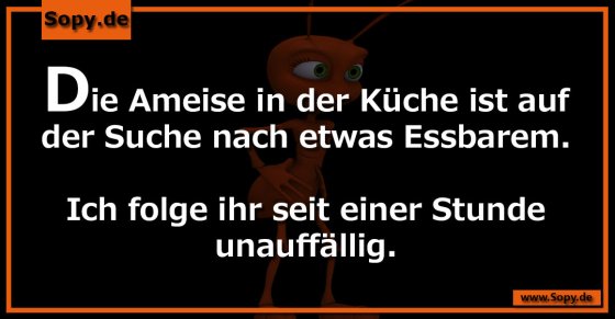 Ameise in der Küche