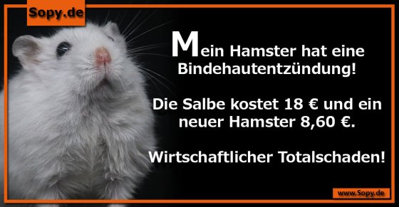Tierarztkosten absurd: Neuer Hamster billiger als Salbe