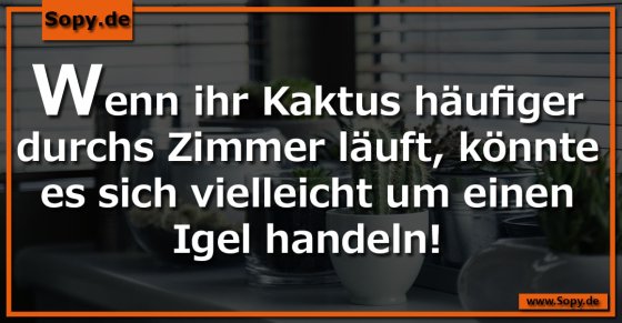 Kaktuswitz: Läuft der Kaktus, ist es ein Igel