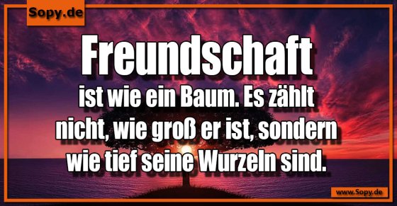 Freundschaftsbaum-Vergleich: Wurzeln zählen mehr