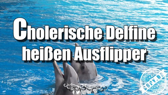 Cholerische Delfine