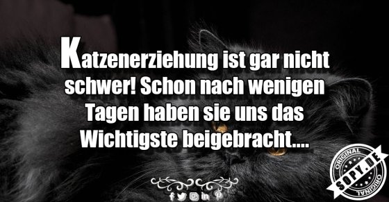 Katzenerziehungswitz treffend: Wer hier wirklich das Sagen hat