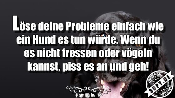 Hundeweisheit derb: Probleme einfach anpissen und gehen
