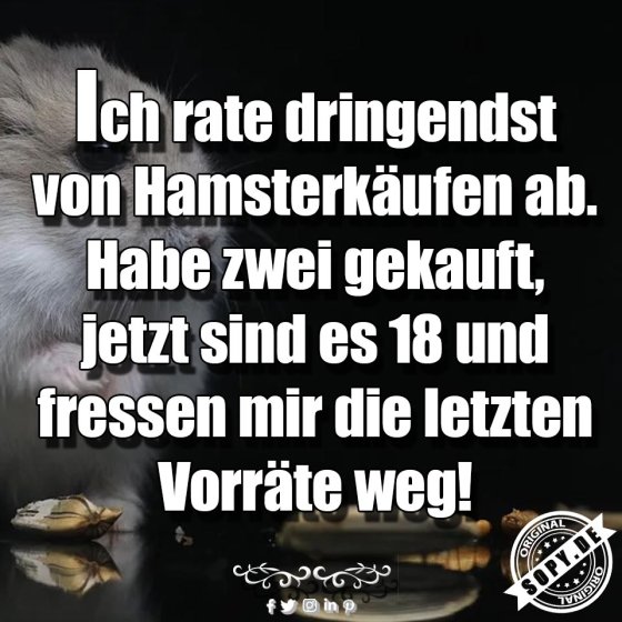 Hamsterexplosion: Zwei Hamster werden plötzlich 18