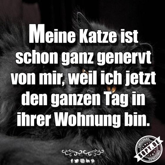 Homeoffice nervt die Katze: Ganzer Tag in Wohnung