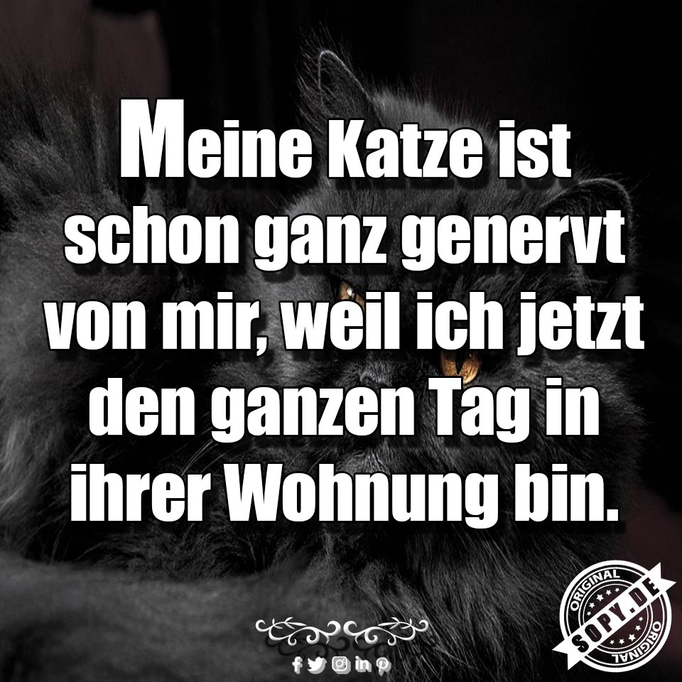 Genervte Katze blickt Person im Homeoffice über gesamten Tag an